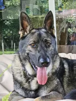 Keris, a female German Shepherd Dog for sale in Mechanicsville, VA – 6 of 6