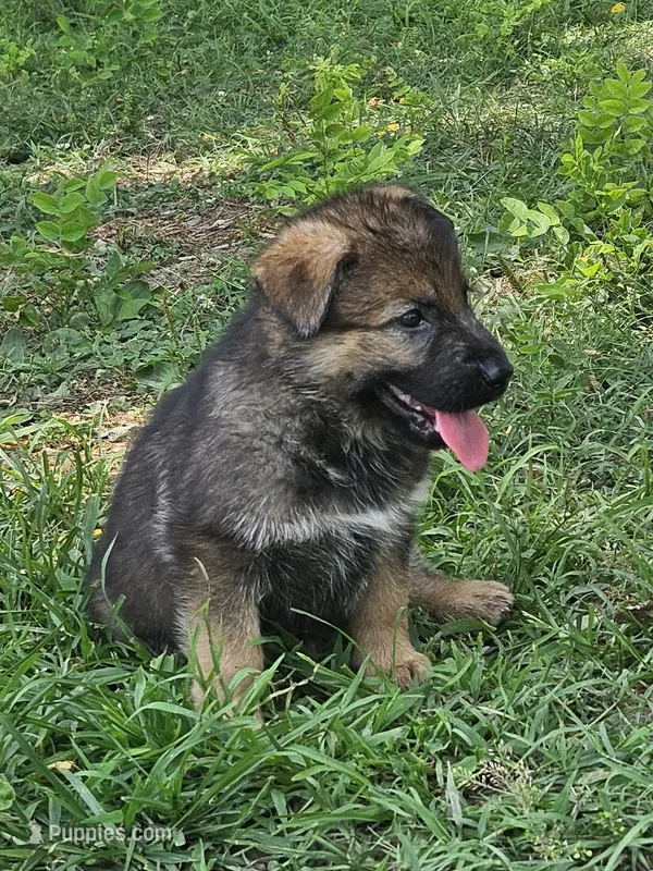 Keris – German Shepherd Dog puppy for sale in Mechanicsville, VA