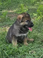 Keris, a female German Shepherd Dog for sale in Mechanicsville, VA – 2 of 6