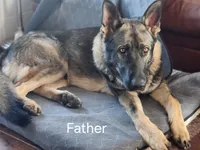 Bearette, a female German Shepherd Dog for sale in Mechanicsville, VA – Photo 5 of 5