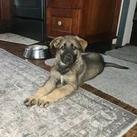 Bearette, a female German Shepherd Dog for sale in Mechanicsville, VA – Photo 2 of 5
