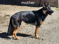 Bearette, a female German Shepherd Dog for sale in Mechanicsville, VA – Photo 4 of 5