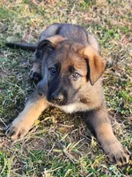 Bearette, a female German Shepherd Dog for sale in Mechanicsville, VA – Photo 1 of 5