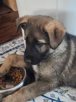 Bearette, a female German Shepherd Dog for sale in Mechanicsville, VA – Photo 3 of 5