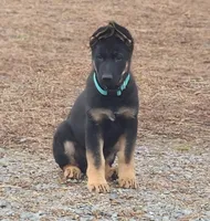Tommy (BT), a male German Shepherd Dog for sale in Mechanicsville, VA – Photo 1 of 5