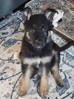 Tommy (BT), a male German Shepherd Dog for sale in Mechanicsville, VA – Photo 3 of 5