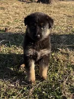 Tommy (BT), a male German Shepherd Dog for sale in Mechanicsville, VA – Photo 4 of 5