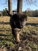Tommy (BT), a male German Shepherd Dog for sale in Mechanicsville, VA – Photo 5 of 5
