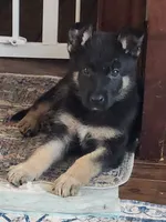 Tommy (BT), a male German Shepherd Dog for sale in Mechanicsville, VA – Photo 2 of 5