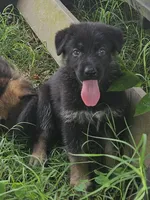 Scottie, a male German Shepherd Dog for sale in Mechanicsville, VA – 3 of 7