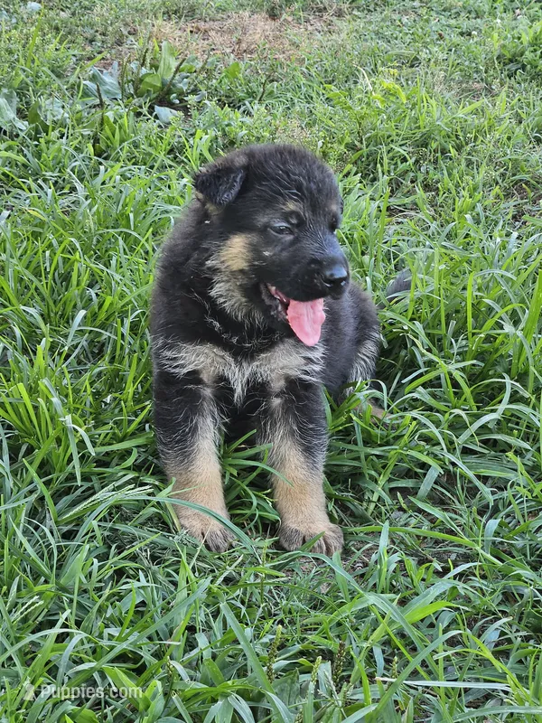 Keris – German Shepherd Dog puppy for sale in Mechanicsville, VA