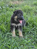 Keris, a female German Shepherd Dog for sale in Mechanicsville, VA – 1 of 6