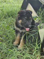 Scottie, a male German Shepherd Dog for sale in Mechanicsville, VA – 6 of 7