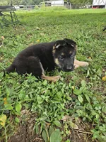 Scottie, a male German Shepherd Dog for sale in Mechanicsville, VA – 4 of 7