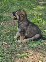 Keris, a female German Shepherd Dog for sale in Mechanicsville, VA – 3 of 6