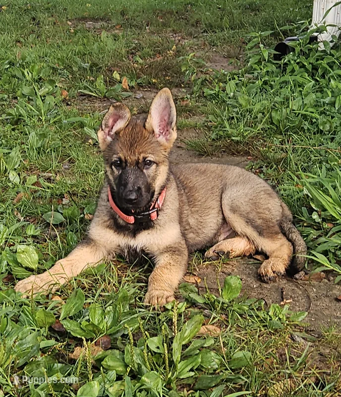 Keris – German Shepherd Dog puppy for sale in Mechanicsville, VA
