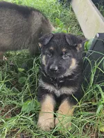 Scottie, a male German Shepherd Dog for sale in Mechanicsville, VA – 2 of 7