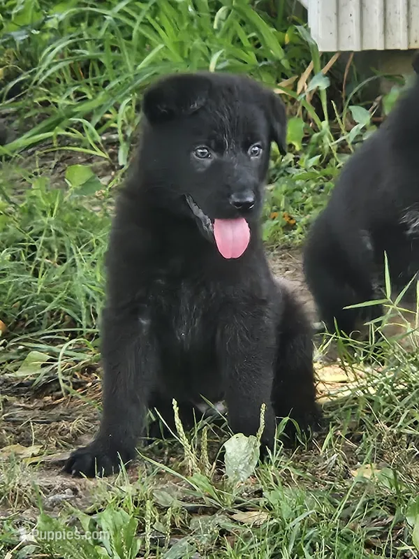 Rory - solid black – German Shepherd Dog puppy for sale in Mechanicsville, VA