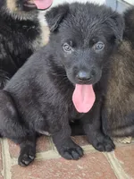 Rory - solid black, a male German Shepherd Dog for sale in Mechanicsville, VA – 1 of 2