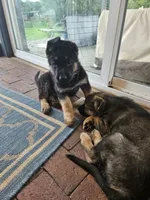 Scottie, a male German Shepherd Dog for sale in Mechanicsville, VA – 7 of 7