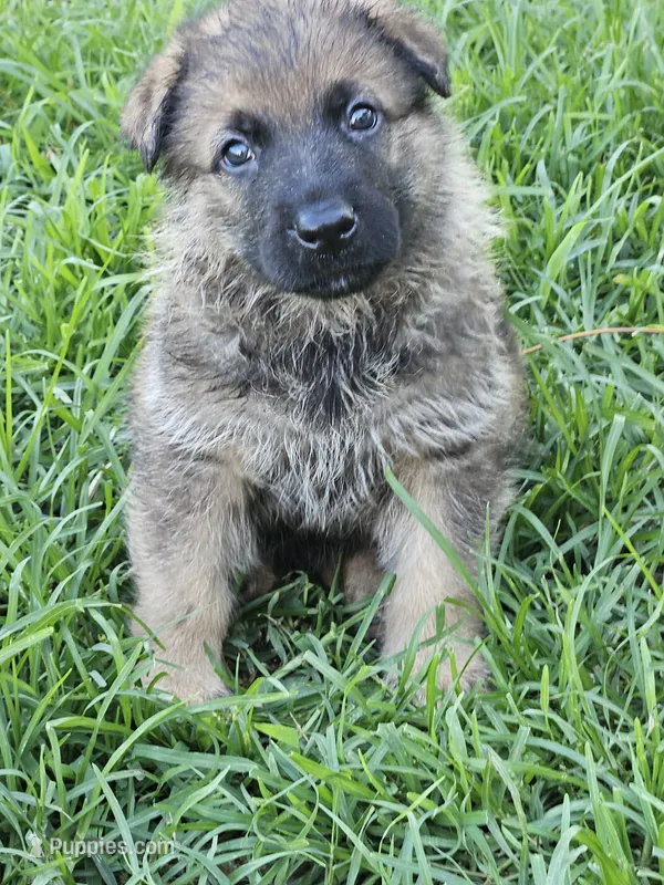 Daly – German Shepherd Dog puppy for sale in Mechanicsville, VA