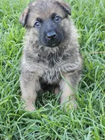 Daly, a male German Shepherd Dog for sale in Mechanicsville, VA – 3 of 4