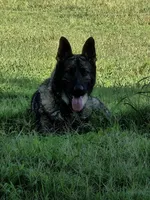 Daly, a male German Shepherd Dog for sale in Mechanicsville, VA – 4 of 4