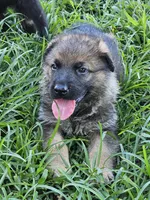 Daly, a male German Shepherd Dog for sale in Mechanicsville, VA – 2 of 4