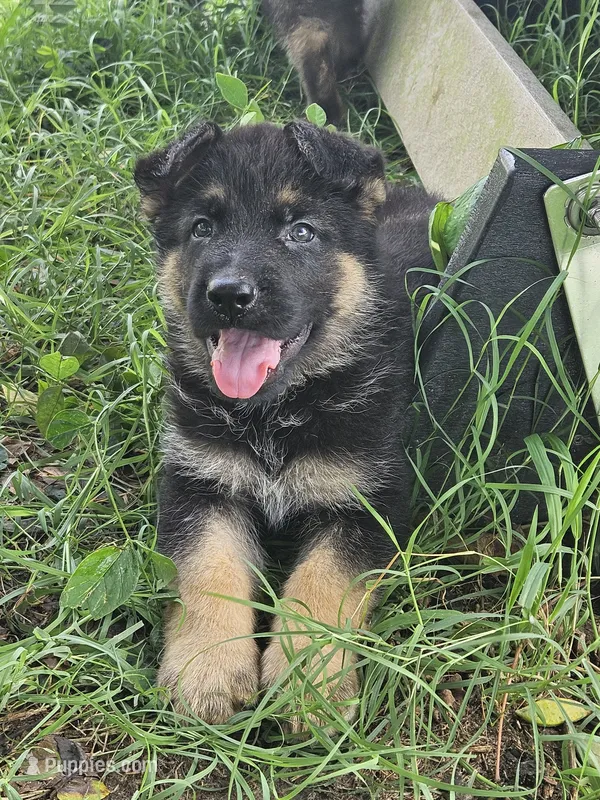 Scottie – German Shepherd Dog puppy for sale in Mechanicsville, VA
