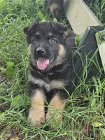 Scottie, a male German Shepherd Dog for sale in Mechanicsville, VA – 1 of 7