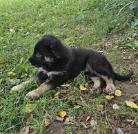 Jing, a female German Shepherd Dog for sale in Mechanicsville, VA – 2 of 5