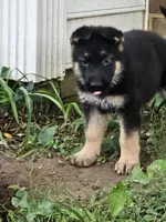 Jing, a female German Shepherd Dog for sale in Mechanicsville, VA – 3 of 5