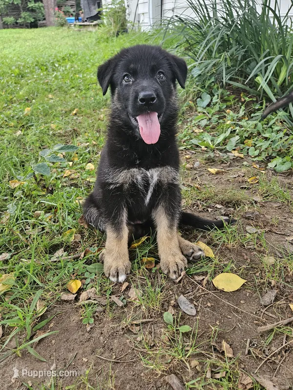 Jing – German Shepherd Dog puppy for sale in Mechanicsville, VA