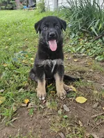 Jing, a female German Shepherd Dog for sale in Mechanicsville, VA – 1 of 5