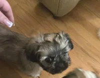 Valentino , a male Shih Tzu for sale in St. Clair Shores, MI – 2 of 3