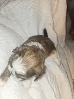 Luca, a male Shih Tzu for sale in St. Clair Shores, MI – Photo 2 of 8