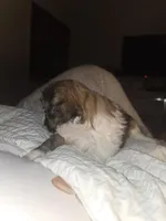 Luca, a male Shih Tzu for sale in St. Clair Shores, MI – Photo 3 of 8