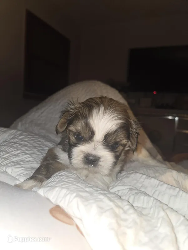 Luca – Shih Tzu puppy for sale in St. Clair Shores, MI