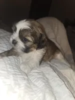 Luca, a male Shih Tzu for sale in St. Clair Shores, MI – Photo 8 of 8