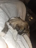 Luca, a male Shih Tzu for sale in St. Clair Shores, MI – Photo 7 of 8