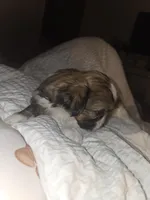 Luca, a male Shih Tzu for sale in St. Clair Shores, MI – Photo 4 of 8