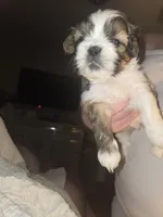 Luca, a male Shih Tzu for sale in St. Clair Shores, MI – Photo 6 of 8