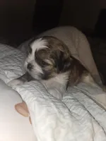 Luca, a male Shih Tzu for sale in St. Clair Shores, MI – Photo 5 of 8