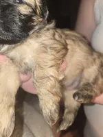 Mya , a female Shih Tzu for sale in St. Clair Shores, MI – Photo 6 of 6