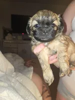 Mya , a female Shih Tzu for sale in St. Clair Shores, MI – Photo 4 of 6