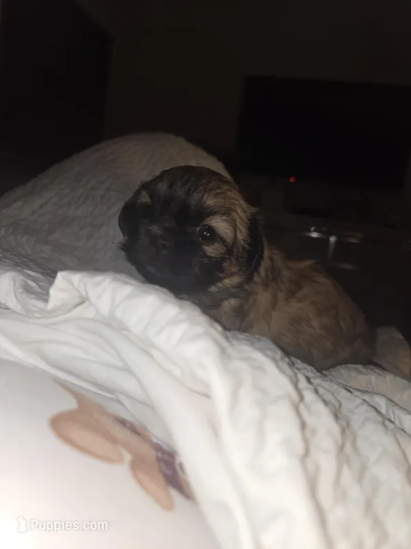 Mya  – Shih Tzu puppy for sale in St. Clair Shores, MI