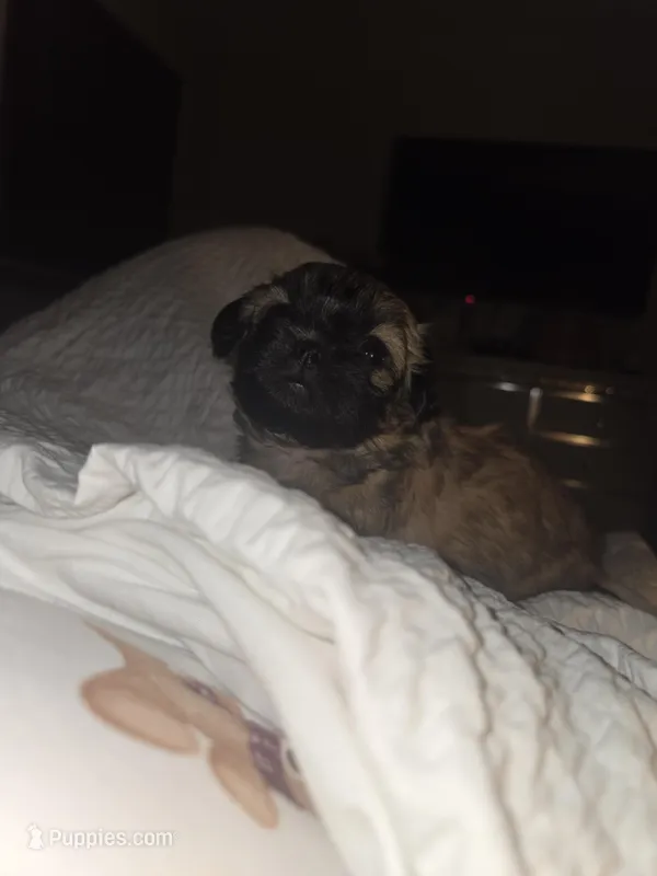 Mya – Shih Tzu puppy for sale in St. Clair Shores, MI