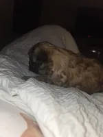 Mya , a female Shih Tzu for sale in St. Clair Shores, MI – Photo 2 of 6