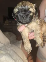 Mya , a female Shih Tzu for sale in St. Clair Shores, MI – Photo 5 of 6