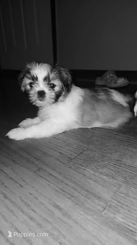Mila  – Shih Tzu puppy for sale in St. Clair Shores, MI